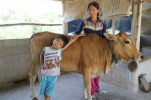 Helping Orphans Worldwide cow programme